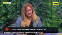 Trabajos de sostenibilidad de los bosques
