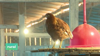 Nutrición de pollitas ponedoras en cría y recría