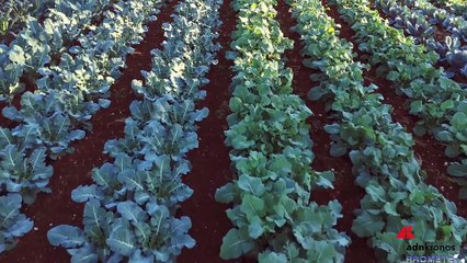 The Good Farmer Award 2025, premiati i giovani agricoltori della rigenerazione: vincono Mazzù e Quirini