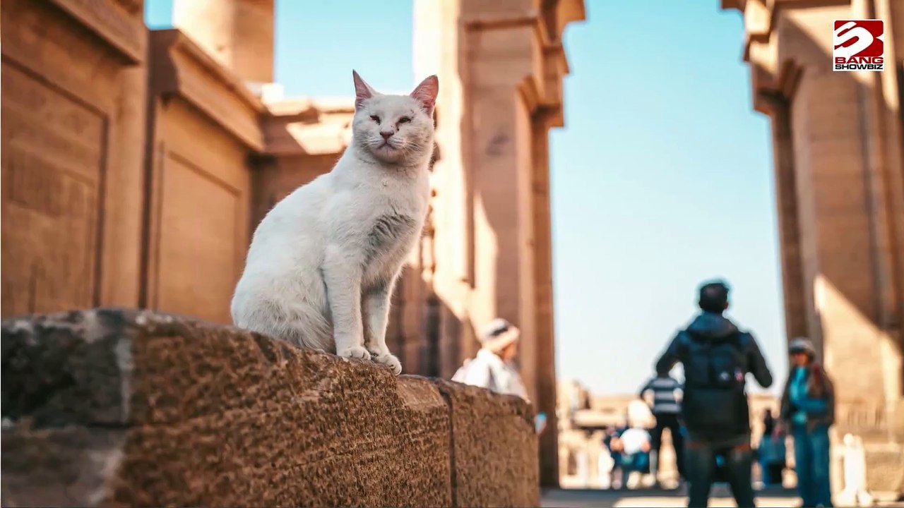 Die Römer brachten Katzen nach Britannien