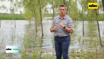 Fertilizantes direccionados a la nutrición forestal