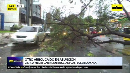 Otro árbol caído en Asunción