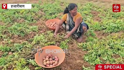 हजारीबाग के इचाक के आलू की है देश भर में डिमांड, दूर-दूर से आते हैं व्यापारी, कहा जाता है 'मिनी कटोरा'