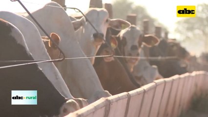 Canadienses realizaran auditoria a carne paraguaya