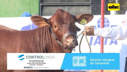 Raza bovina Santa Gertrudis y su mejoramiento genético