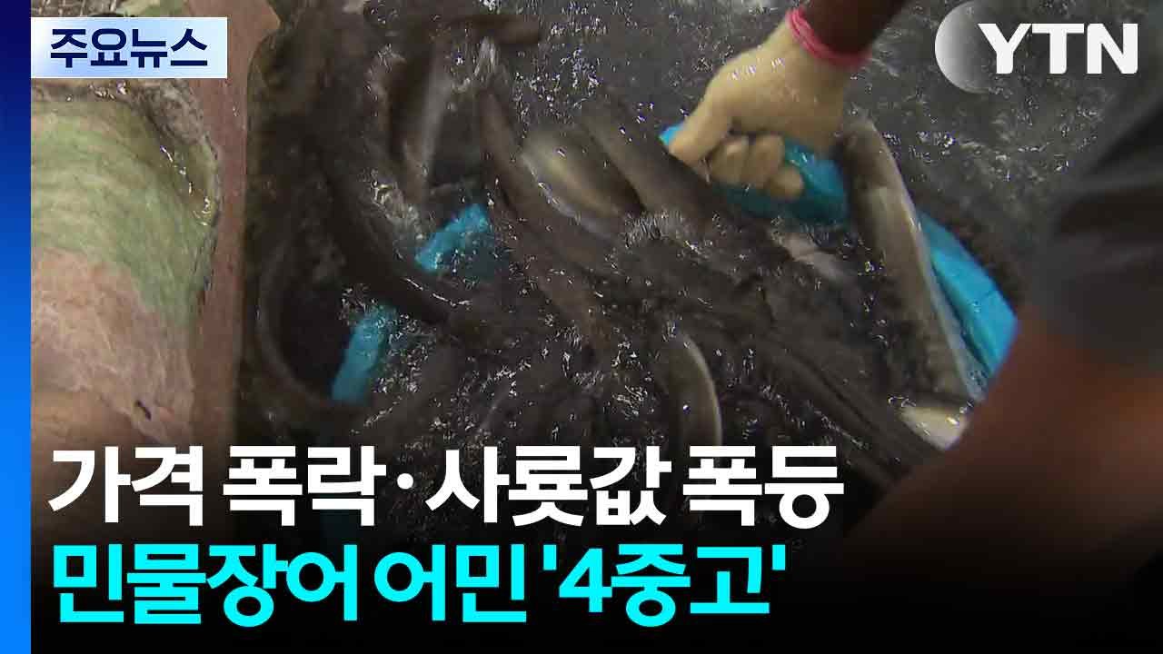 가격은 폭락, 사룟값은 폭등...민물장어 어민 '4중고' / YTN