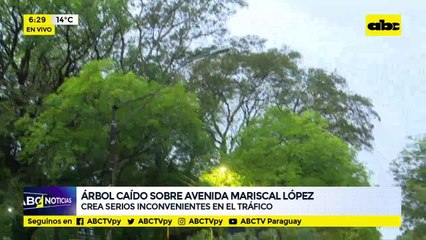 Árbol caído sobre Avda. Mcal. López