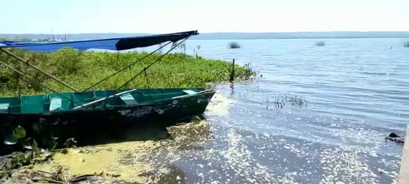 Algas verdes que florecen en la playa de Areguá no son tóxicas