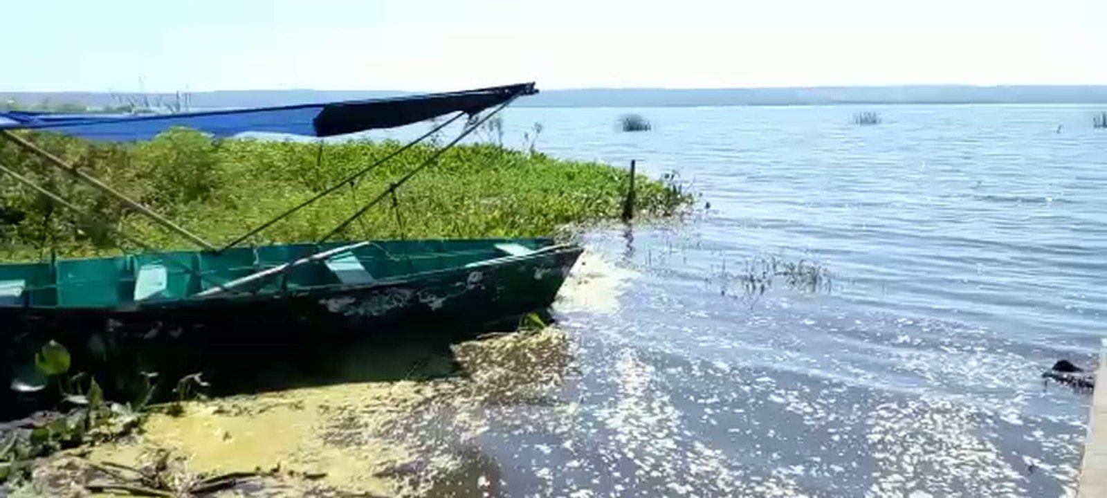 Algas verdes que florecen en la playa de Areguá no son tóxicas