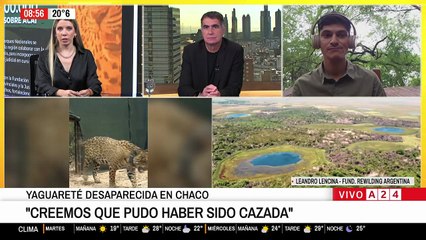 Parques Nacionales ofrece $250 millones de recompensa por aportar datos de Acaí, la yaguareté desaparecida en Chaco