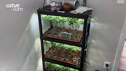 Operação Estufa: 50 vasos com plantas de maconha são apreendidos em Curitiba