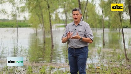 Siembra directa y el tipo de abono verde con relación al suelo
