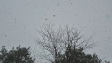 Snow and Bird, 12/02/2025