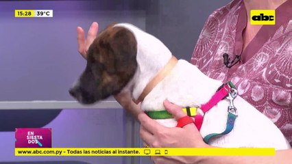 ¿Cómo afecta la pirotecnia a las mascotas?