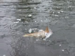 trutta64 fait le barbeau