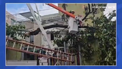 Queda de árvore sob fiação deixa mais de 100 pessoas sem energia em BH