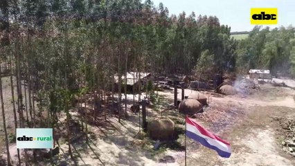 Productor de San Alberto diversifica con Agricultura, Forestal y Pecuaria