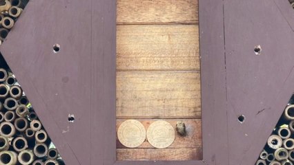 Hotel Para Abejas En Costa Rica