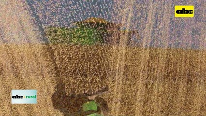 Paraguay aumento mas de 300% exportacion de maiz