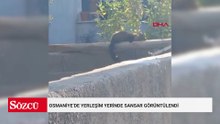 Osmaniye’de yerleşim yerinde sansar görüntülendi