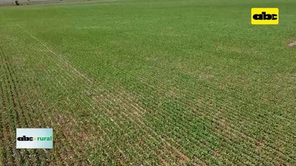 Producción de soja convencional y mercados de exportación