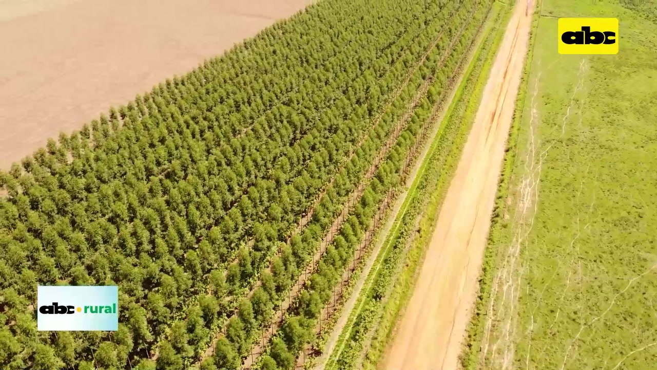 Cooperativa Volendam trabaja impulsando el sector forestal