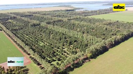 Producción de macadamia y sus ventajas como cultivo alternativo