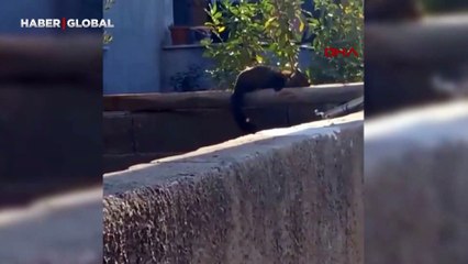 Osmaniye'de bahçe duvarı üzerinde davetsiz misafir