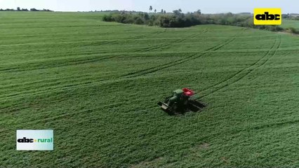 Cultivo De Gramíneas Y Leguminosas, Ayudan A Mejorar Rendimiento De Soja
