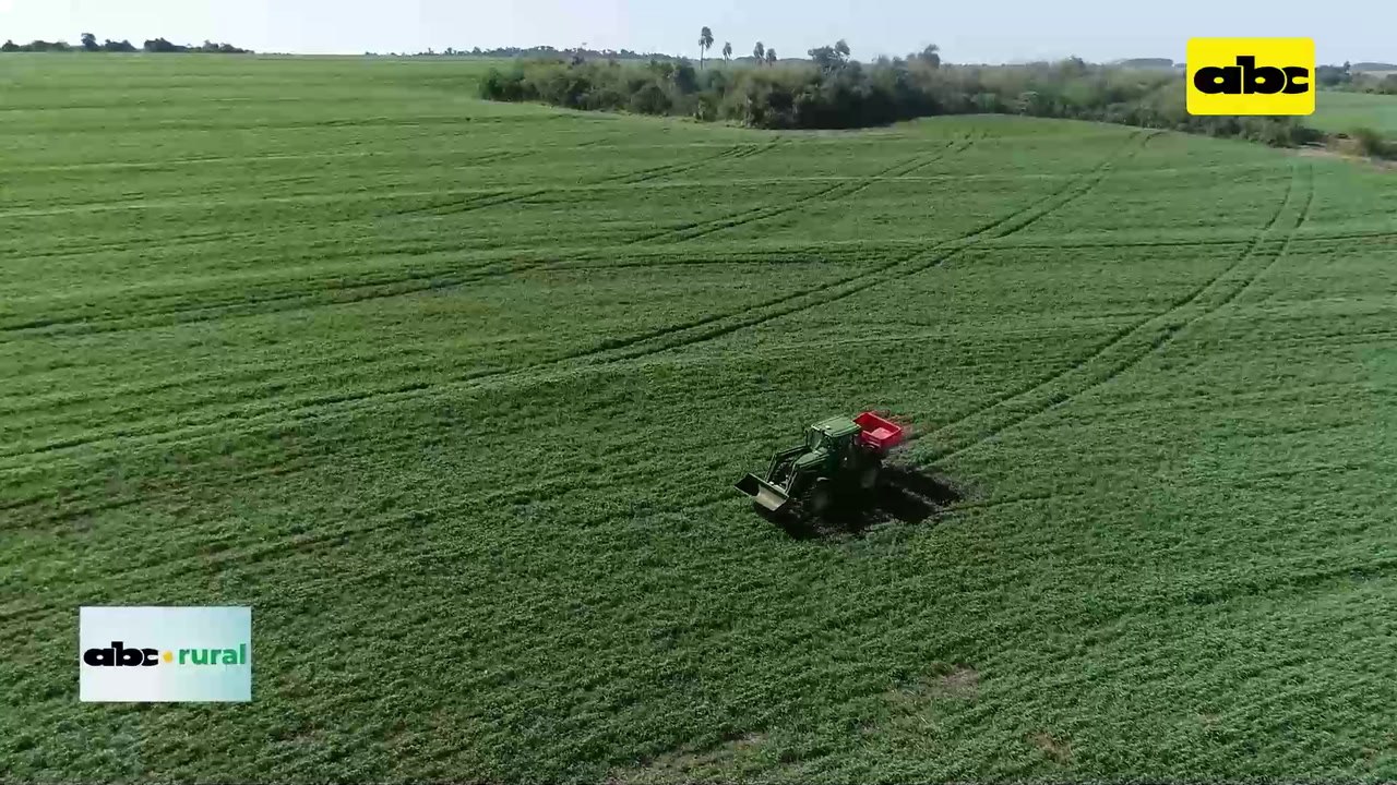 Cultivo De Gramíneas Y Leguminosas, Ayudan A Mejorar Rendimiento De Soja