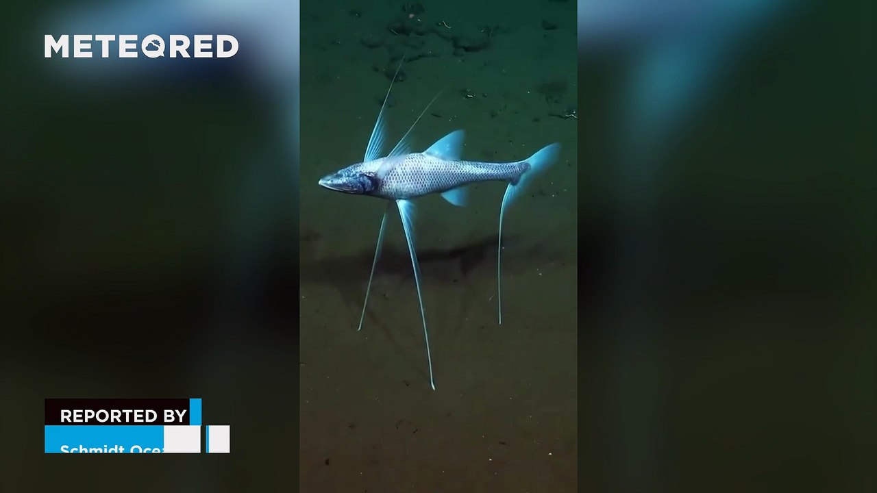 This is how the tripod fish uses its one-meter fins to support itself on the seabed