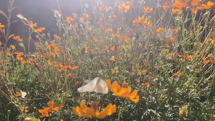 La invasión de mariposas crea inspiración artística en redes