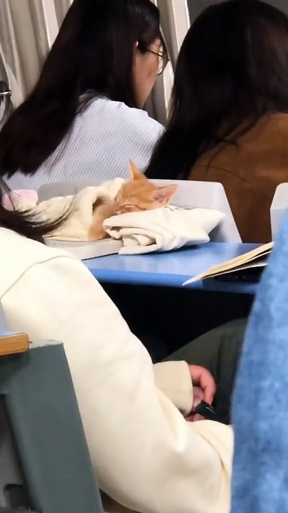 A cat in class 😂