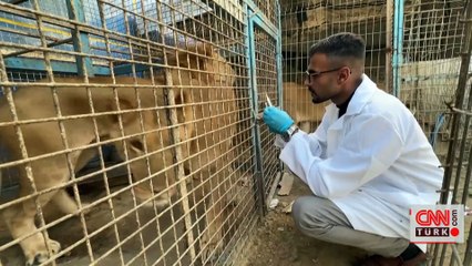 Gazze'de veterinerden zorunlu hamle: Hayvanları kurtarmak için insan ilacı kullanıldı