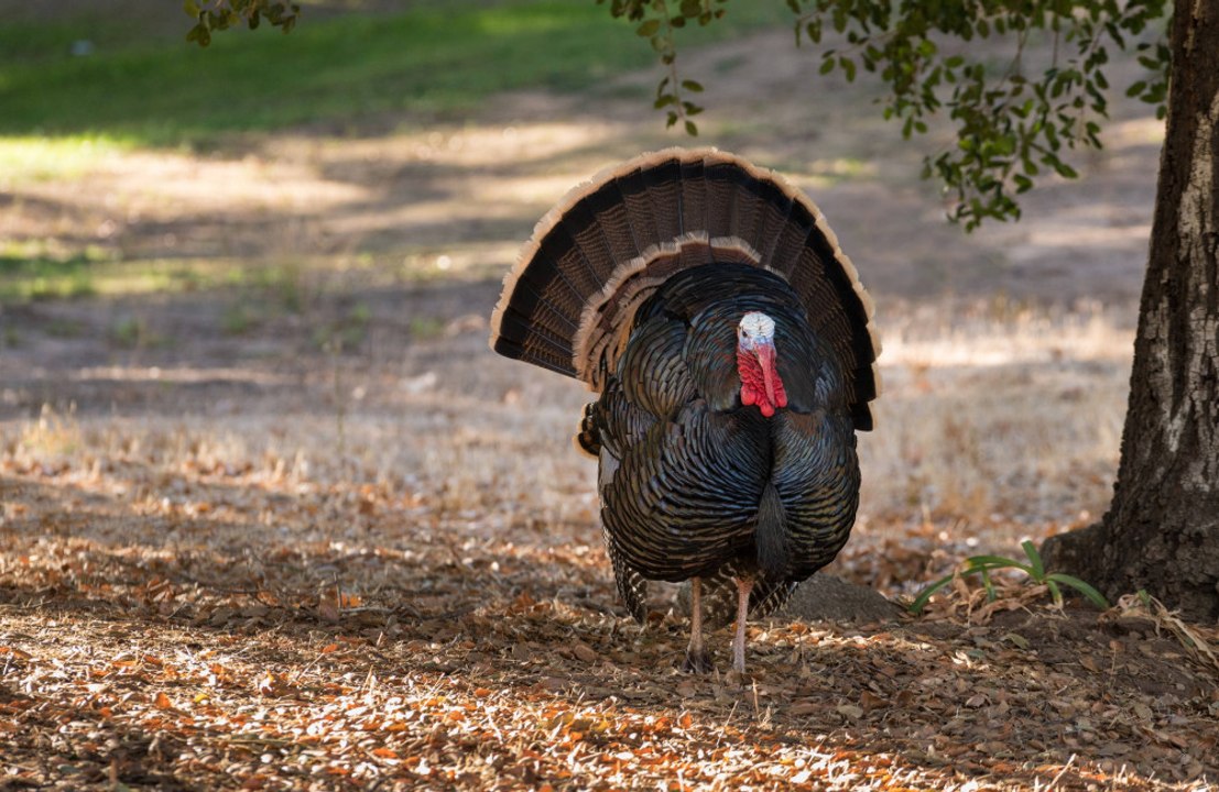 UK's Christmas turkeys set for first-ever bird flu jabs