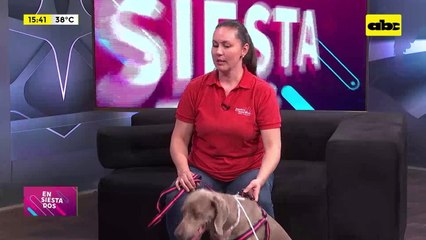 Amputaciones de extremidades en perros