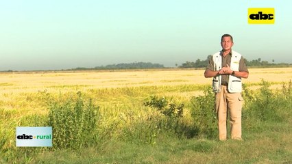 Crean Aso de Productores de Ovinos de Itapúa