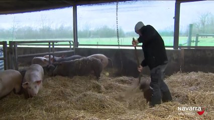 Navarra extrema las precauciones ante la peste porcina