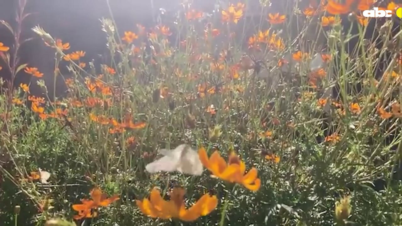 Las mariposas blancas registradas por Marcelo Martinessii