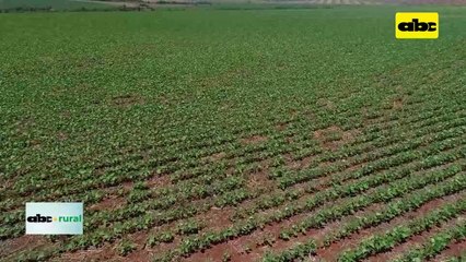 Conociendo más sobre las características de la Soja Intacta 2 Xtend