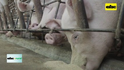 Todo listo para el envío de carne de cerdo a Taiwán