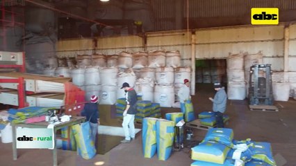 Semillas Great Seeds de paraguay ganan espacio en Brasil