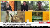 Leandro Lencina, integrante de la fundación Rewilding, habló de la desaparición de Acaí