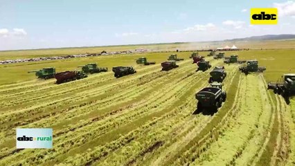 Buenas expectativas de cosecha para la campaña de arroz 2023