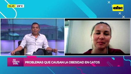 Los problemas que causan la obesidad en gatos