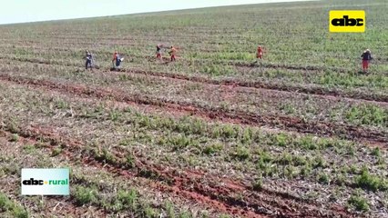 Siembra mecanizada de eucalipto y sus ventajas