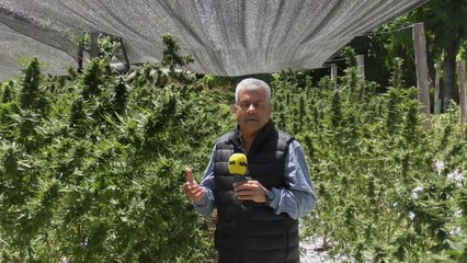 Hecho inédito: hoy realizan la cosecha pública de marihuana en Agüerito