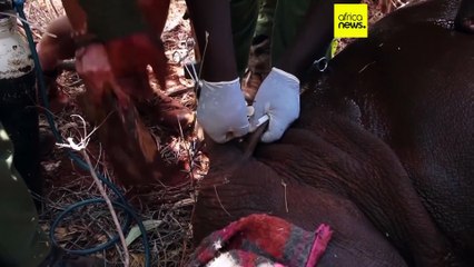Le Kenya lance une vaste opération de marquage des rhinocéros noirs