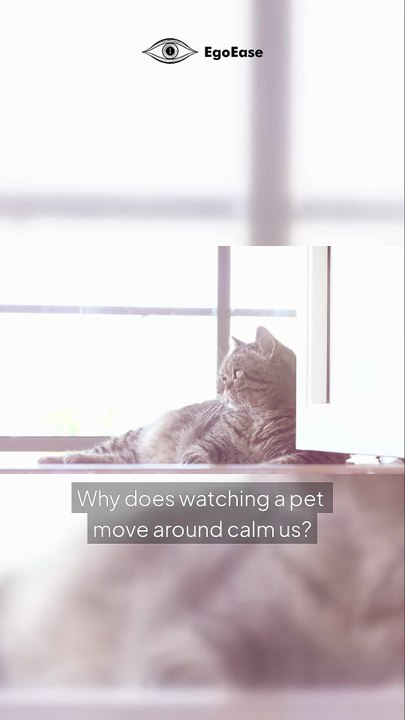 Why Watching Pets Is So Comforting (The Psychology Behind It)