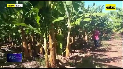 Bananeros piden priorizar sus productos para la merienda escolar